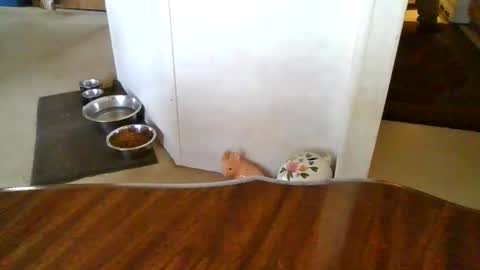 porkchopp3 online show from 5, 11, 2025