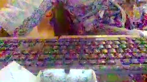 pup_y online show from 20, 12, 2025