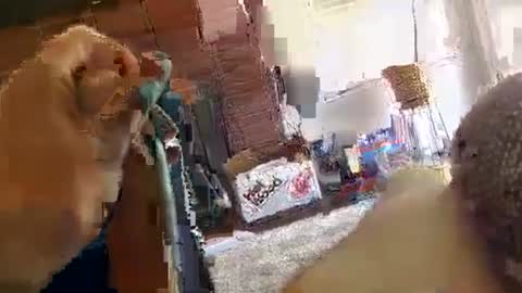 ryanbobby88 online show from 29, 9, 2025