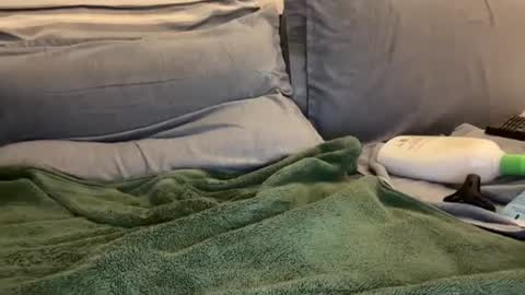 Snapshot of ryanstann4 chatting on 2, 1, 2025 Ryan online show from 2, 1, 2025