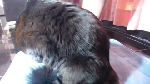 sasha start online show from 1, 3, 2026