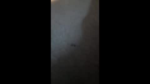 PhatBootyLightBright online show from 3, 4, 2026