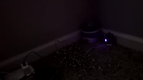 Sugar Brown online show from 4, 3, 2026