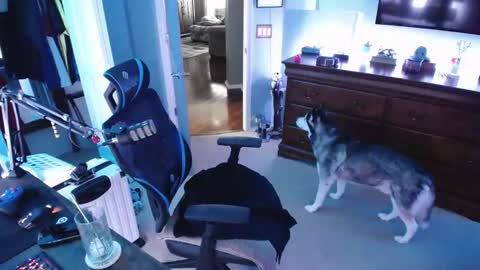 Snapshot of shaftyone4u chatting on 16, 1, 2025 shaftyone4u online show from 16, 1, 2025