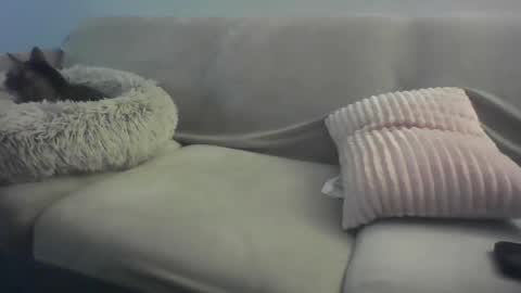 Snapshot of sifgoddess chatting on 16, 2, 2026 Lady Sif online show from 16, 2, 2026