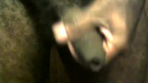 snkr1244 online show from 28, 12, 2024