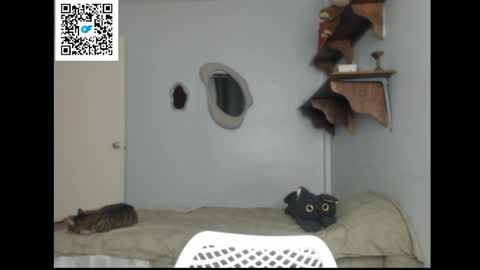 Stella online show from 1, 4, 2026