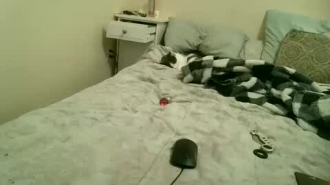 Gem online show from 6, 3, 2026