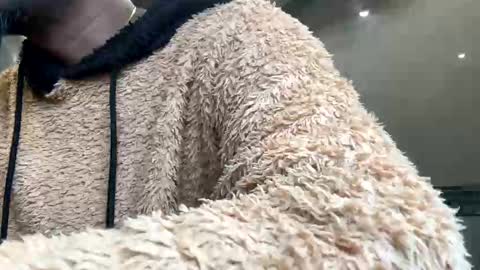 Snapshot of sugarcockydaa chatting on 22, 1, 2025 sugarcockydaa online show from 22, 1, 2025