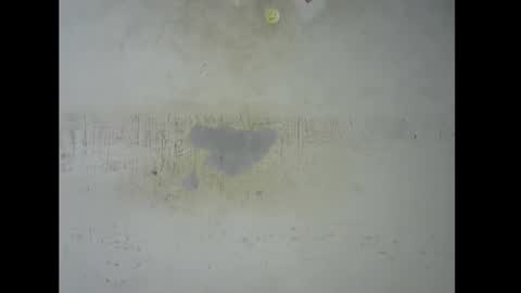 Bella online show from 9, 11, 2025