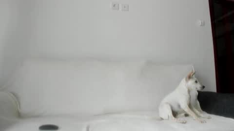 Angel PVT show open online show from 21, 10, 2025