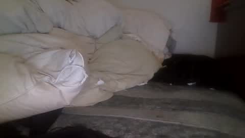 Snapshot of tellias1 chatting on 15, 9, 2025 tellias online show from 15, 9, 2025