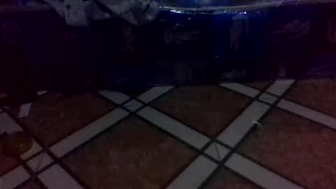 tino1roy online show from 24, 3, 2026