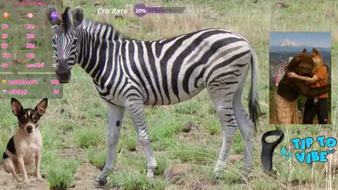 Snapshot of tomaz62a chatting on 1, 11, 2025 Tomaz62a online show from 1, 11, 2025