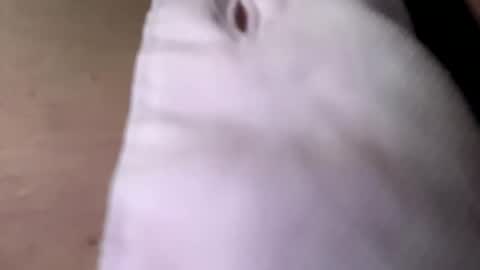 Snapshot of tommit84 chatting on 19, 10, 2025 tommit84 online show from 19, 10, 2025