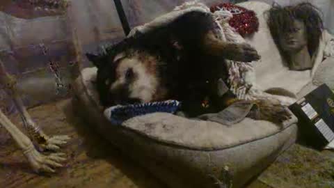 aamigo online show from 31, 3, 2026