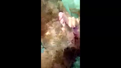 uillkoll online show from 5, 2, 2026