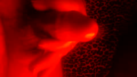 Snapshot of whor4mor chatting on 7, 1, 2025 whor4mor online show from 7, 1, 2025