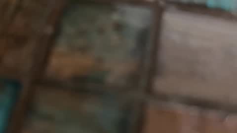 VI online show from 10, 2, 2026