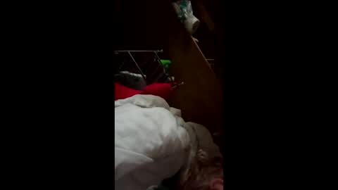 wildkatxx20 online show from 19, 3, 2026