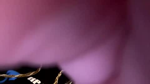 zapxxx69 online show from 16, 3, 2026