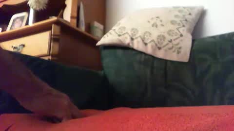 zevioo77 online show from 14, 9, 2025