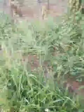 hotpussy-11 online show from 11, 12, 2024