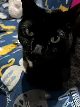 Shanonsex2 online show from 16, 9, 2025