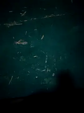 Rikipollav online show from 14, 12, 2025