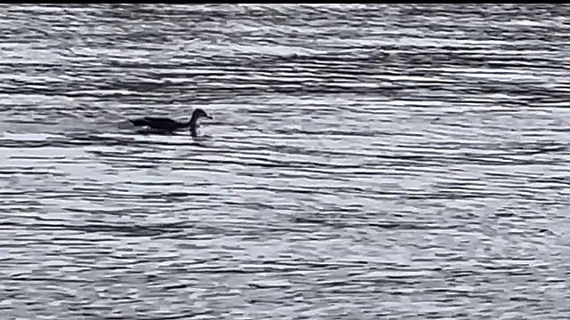 tokimori online show from 28, 2, 2025