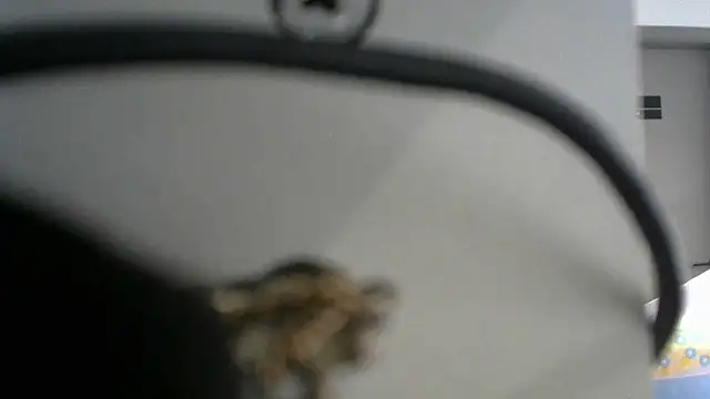 Snapshot of lovense_test04 chatting on 19, 9, 2025 lovense test04 online show from 19, 9, 2025