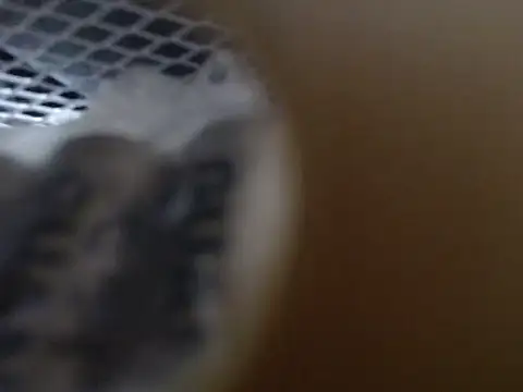 Snapshot of lovense_test04 chatting on 31, 10, 2025 lovense test04 online show from 31, 10, 2025