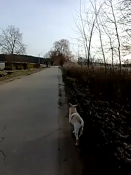 zxcalientes online show from 1, 1, 2025