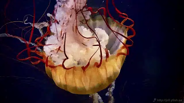 streamy test11 online show from 4, 12, 2024