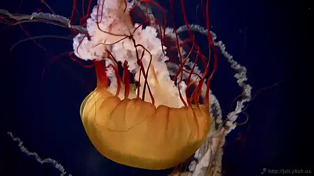 streamy test11 online show from 27, 1, 2025