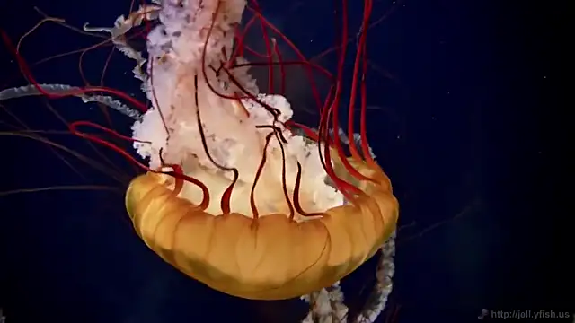 streamy test11 online show from 28, 2, 2025