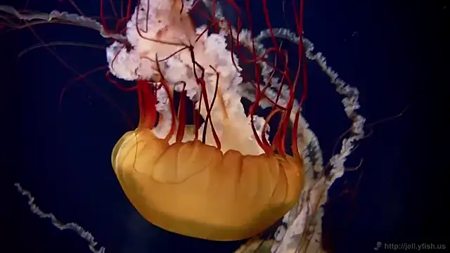 streamy test11 online show from 17, 9, 2025