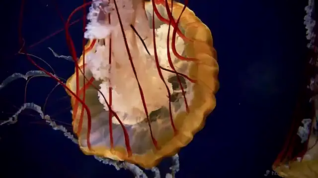 streamy test11 online show from 2, 12, 2025