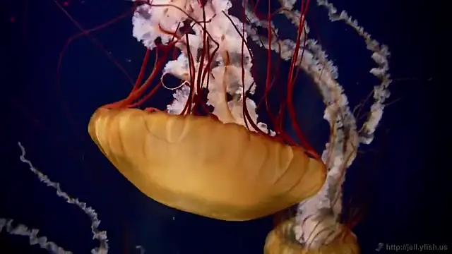 streamy test11 online show from 15, 12, 2025