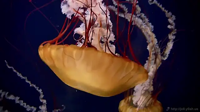 streamy test11 online show from 19, 2, 2026