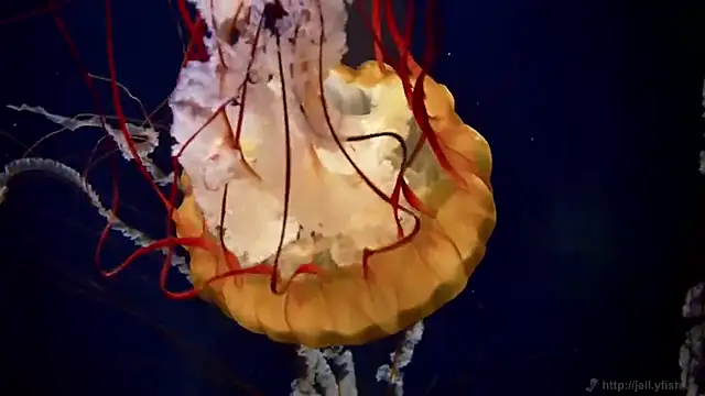 streamy test11 online show from 26, 2, 2026