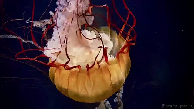 streamy test12 online show from 3, 12, 2024