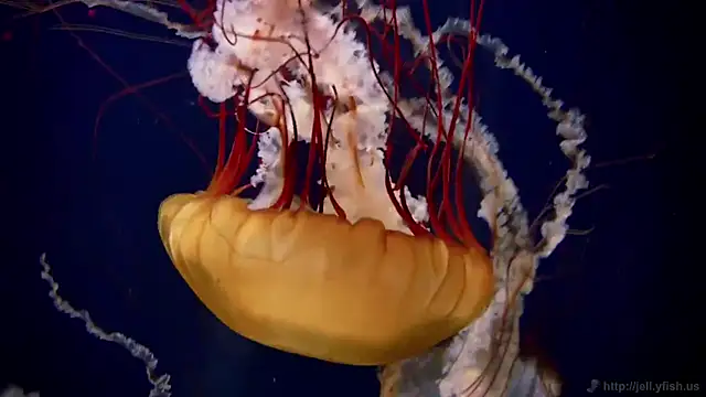 streamy test12 online show from 4, 2, 2025