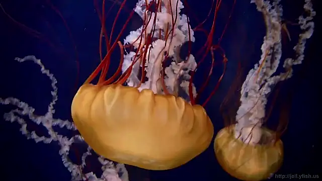 streamy test12 online show from 5, 3, 2025