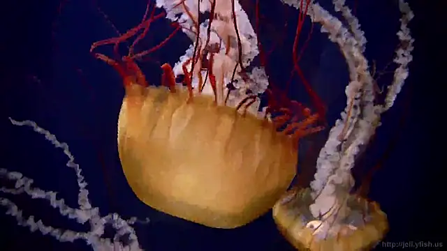 streamy test12 online show from 10, 3, 2025