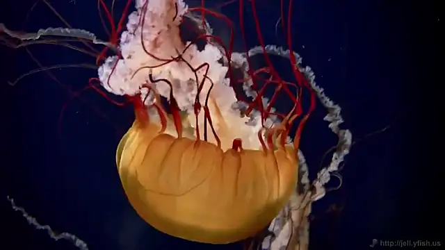 streamy test12 online show from 2, 10, 2025