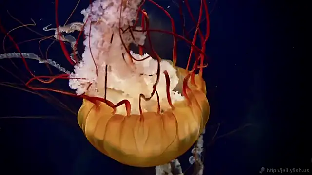 streamy test12 online show from 21, 10, 2025