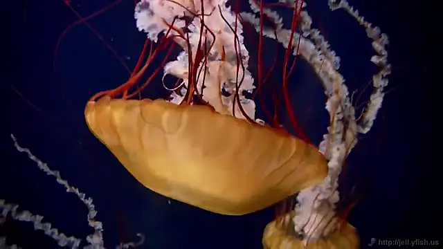 streamy test12 online show from 7, 11, 2025