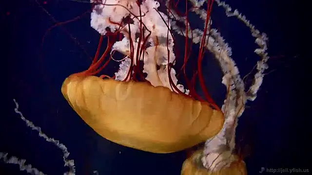 streamy test13 online show from 16, 12, 2024