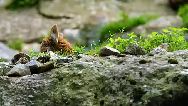 streamy test13 online show from 10, 2, 2025